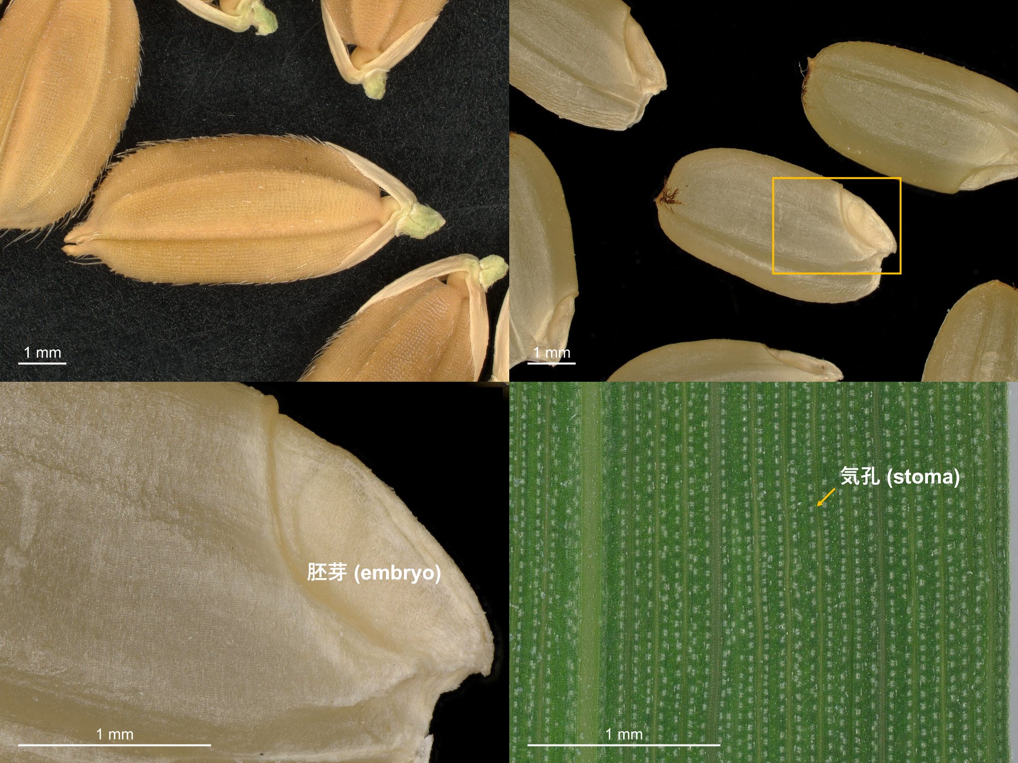 イネの籾、玄米の胚芽、葉の表面に並ぶ気孔を比較した顕微鏡写真
